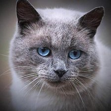 Схема вышивки «38»