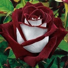 Схема вышивки «Роза»