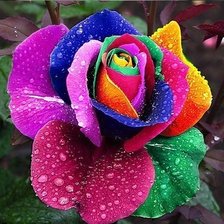 Схема вышивки «Роза»