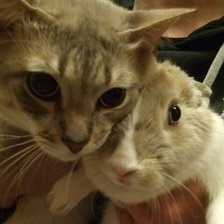 Схема вышивки «Кот и кролик»