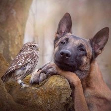 Схема вышивки «43»