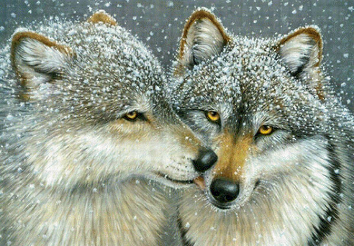 Снежные волки - животные, взгляд, живопись - предпросмотр