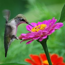 Схема вышивки «Природа»