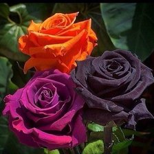 Схема вышивки «Розы»