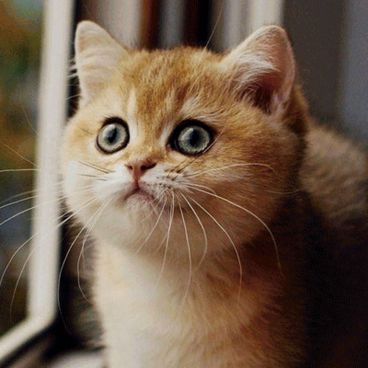 Котенок - предпросмотр