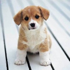 Схема вышивки «51»