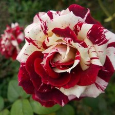 Схема вышивки «Роза»