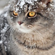 Схема вышивки «зимний кот»