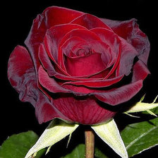 Схема вышивки «Роза»