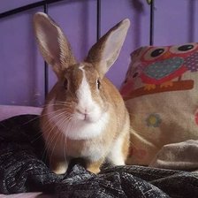 Схема вышивки «Sandra g1»