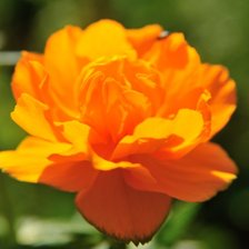 Схема вышивки «Жарки»