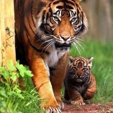 Схема вышивки «Тигры»