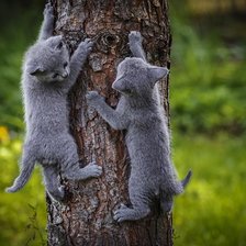 Схема вышивки «котята соперники»