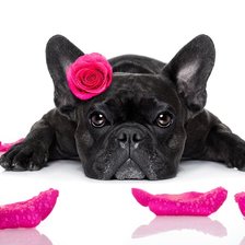 Схема вышивки «французский релакс»