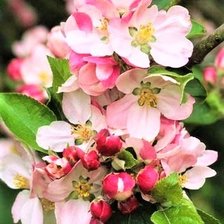 ЯБЛОНЯ В ЦВЕТУ