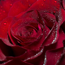 Схема вышивки «Роза»