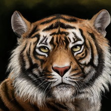 Схема вышивки «Тигр»