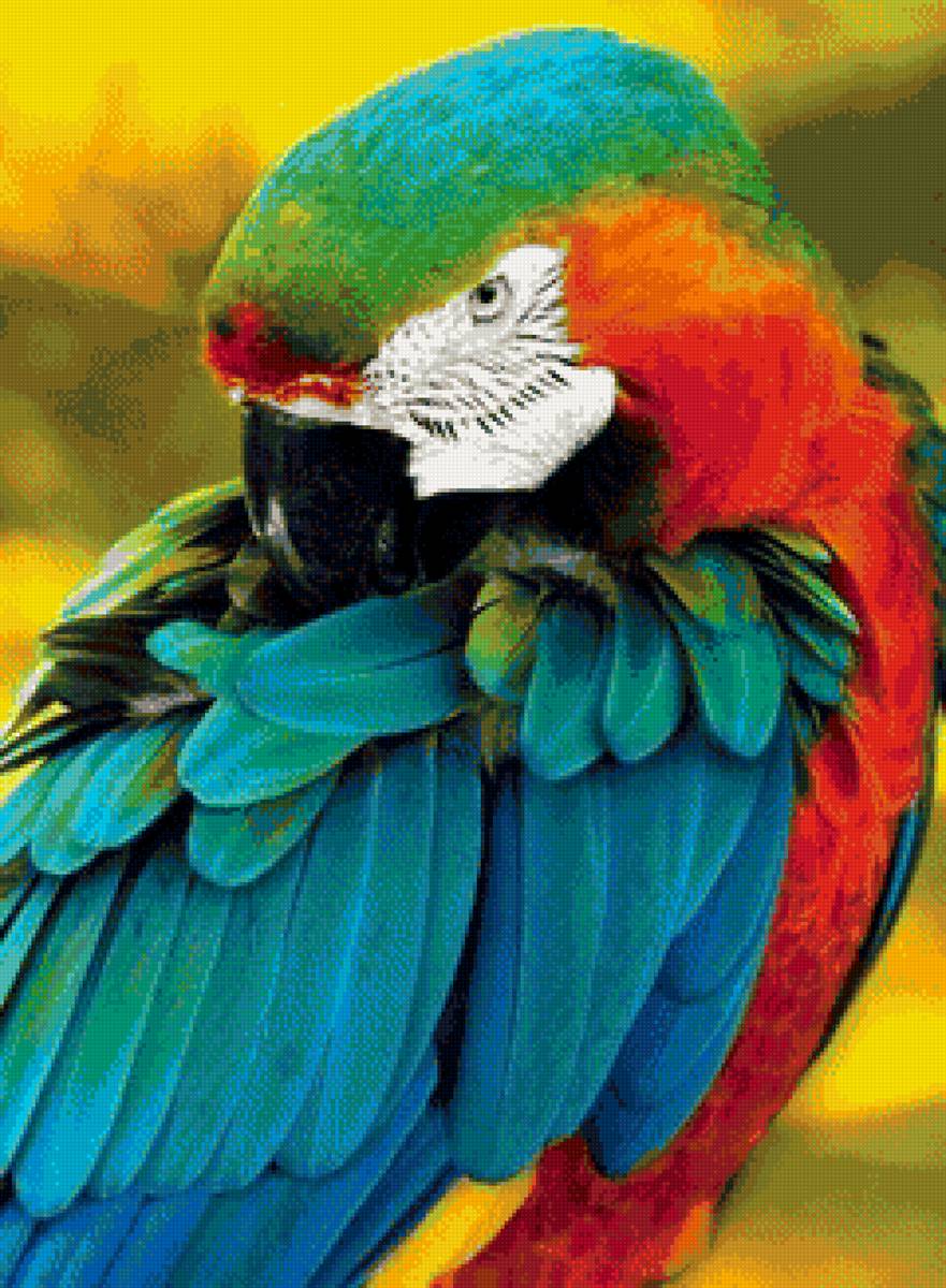 Попугай - птица, попугай - предпросмотр