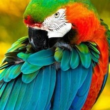 Схема вышивки «Попугай»