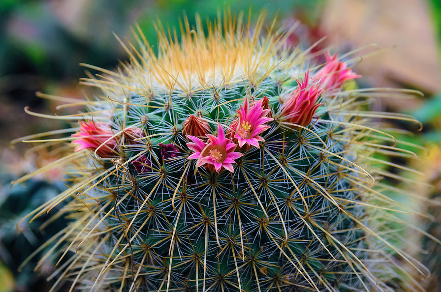 Праздник - оригинал