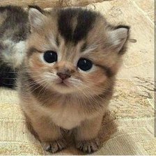 Схема вышивки «Котёнок»