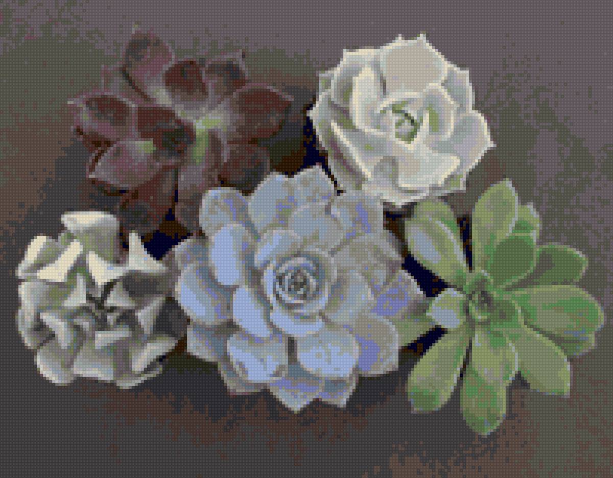 ехеверии центр - предпросмотр