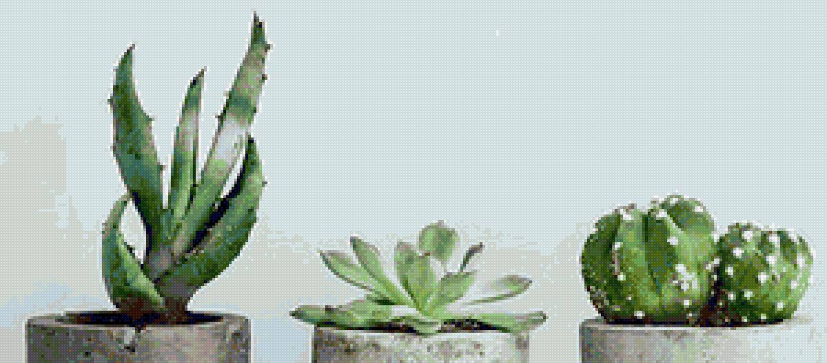 ехеверии - цветы, нежность, суккуленты - предпросмотр