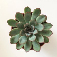 Схема вышивки «cerrektyn»