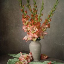 любимые гладиолусы