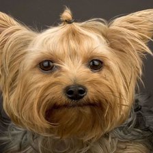 Схема вышивки «93»