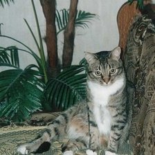 Схема вышивки «109»