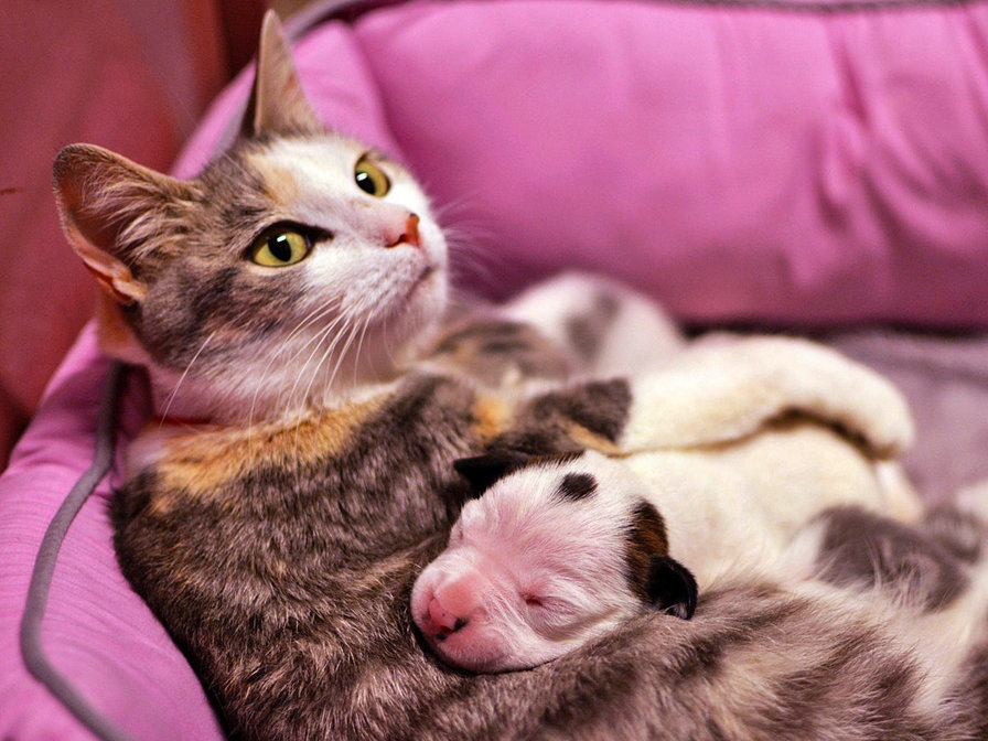 118 - оригинал