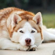 Схема вышивки «124»