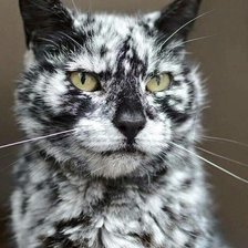 Схема вышивки «141»