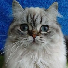 Схема вышивки «142»