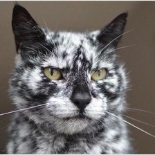 Схема вышивки «145»