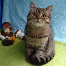 Схема вышивки «146»