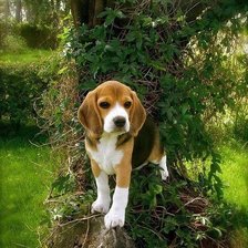 Схема вышивки «147»