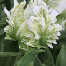 Схема вышивки «Попугайный тюльпан»