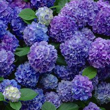 Схема вышивки «Гартензия»