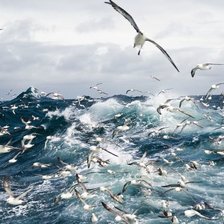 Схема вышивки «МОРСКОЕ ОЧАРОВАНИЕ»