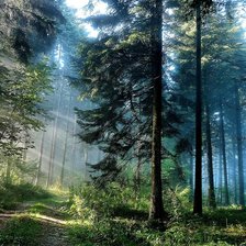 Схема вышивки «утро в лесу»