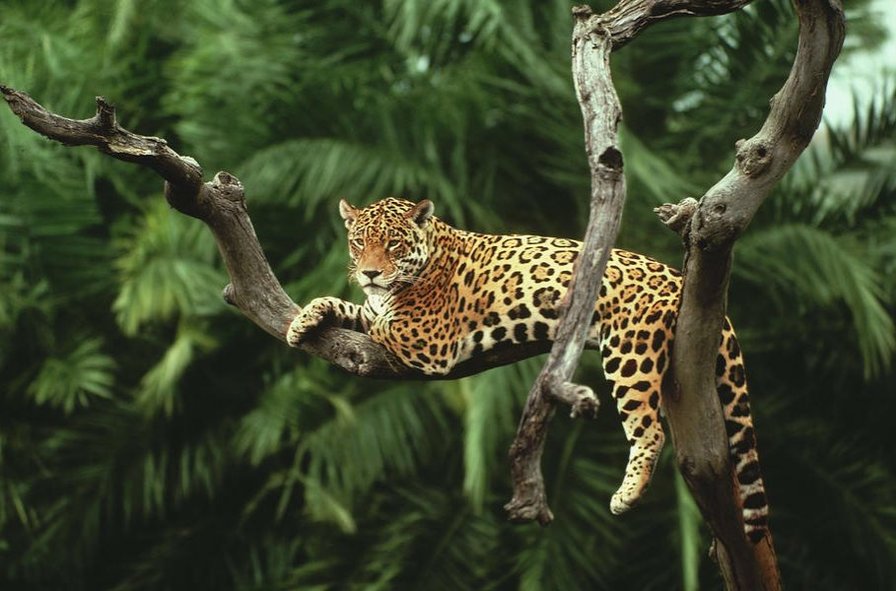 Хозяин джунглей - дерево, ягуар, джунгли - оригинал