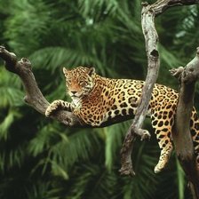 Схема вышивки «Хозяин джунглей»