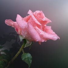 Схема вышивки «"Для тебя"»