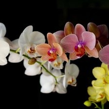 Схема вышивки «"Азиатские красавицы"»