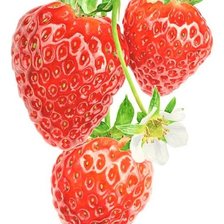 Схема вышивки «ЗЕМЛЯНИКА»