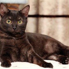 Схема вышивки «157»