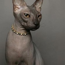 Схема вышивки «сфинск 3»