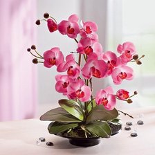 фалинопсис